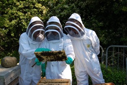 beekeeping superior club
